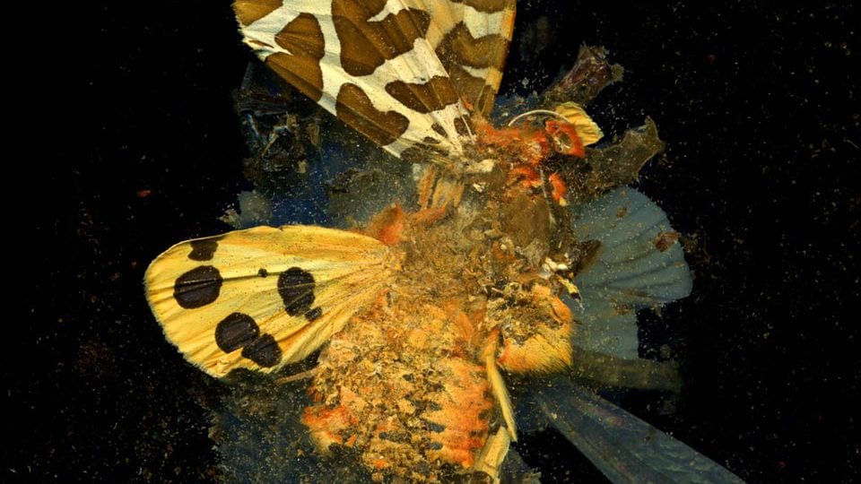 Mat Collishaw, The New Art Gallery Walsall, Walsall