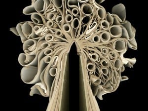 Cara Barer, P-Z 72, 2013.