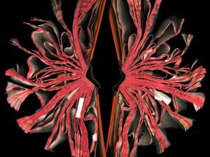 Cara Barer, Roget’s, 2007.