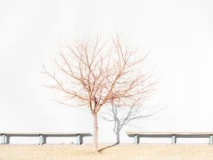 J Bennett Fitts, Tree with Two Benches. From the series Industrial Landscap[ing].