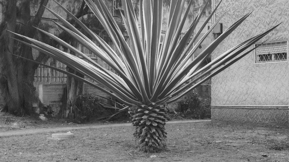 India Art Fair: Investigating Chronologies