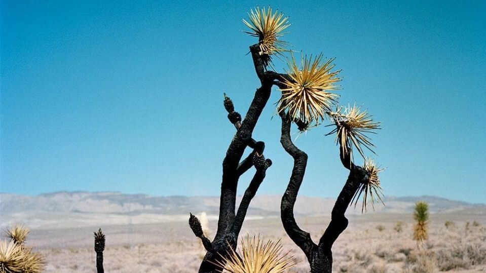 5 Live Streams to Watch