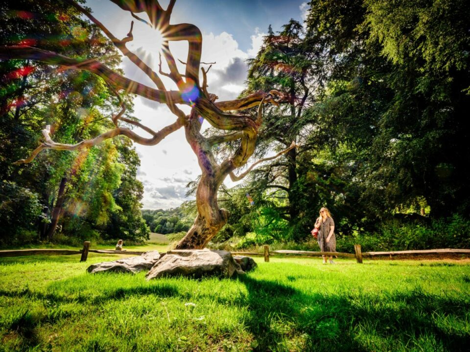 Aesthetica Magazine - Green Networks: <br> Rooted at Wakehurst - Vimarsana News