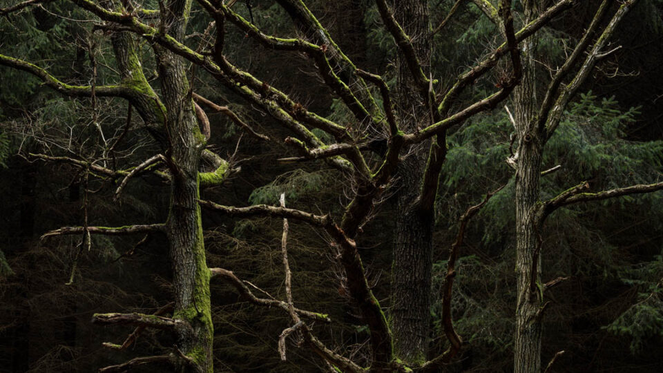 Aesthetica Magazine - Elements from Nature - Vimarsana News