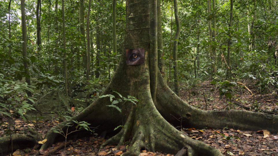 Aesthetica Magazine - Eyes of the Forest - Vimarsana News