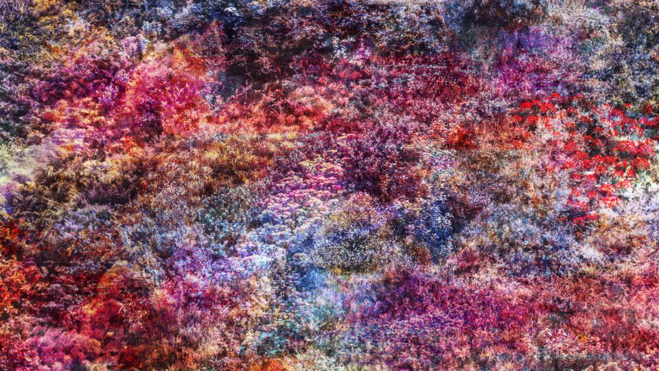 Aesthetica Magazine - Wall of Nature - Vimarsana News