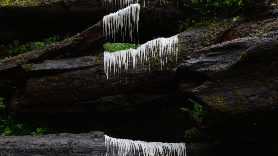 Andy Goldsworthy: <br> Sculpting the Natural World