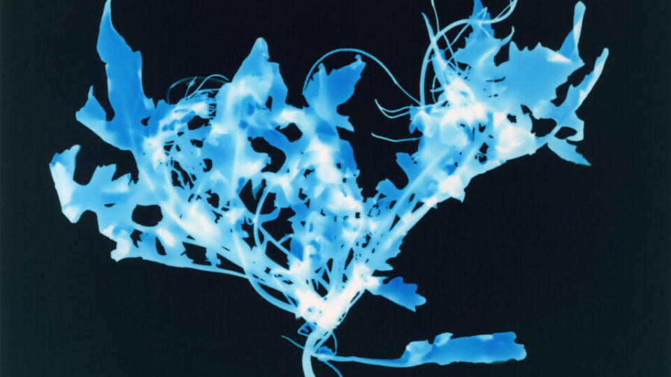 Aesthetica Wrapped: <br> Fairs of the Year