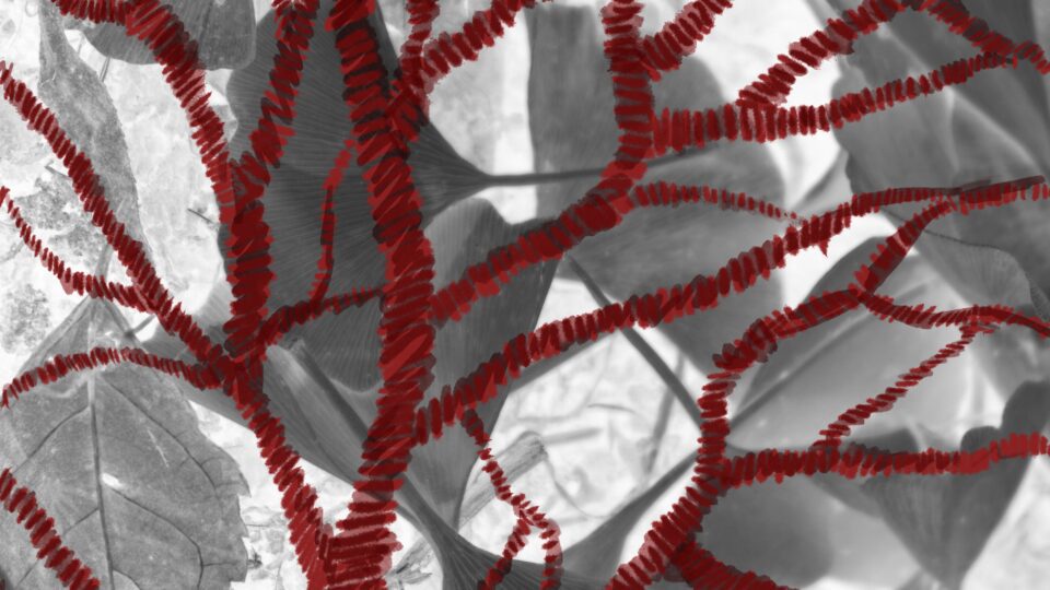 Fanglin Luo: Embodying Tradition