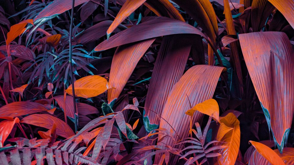 Vibrant Botanicals