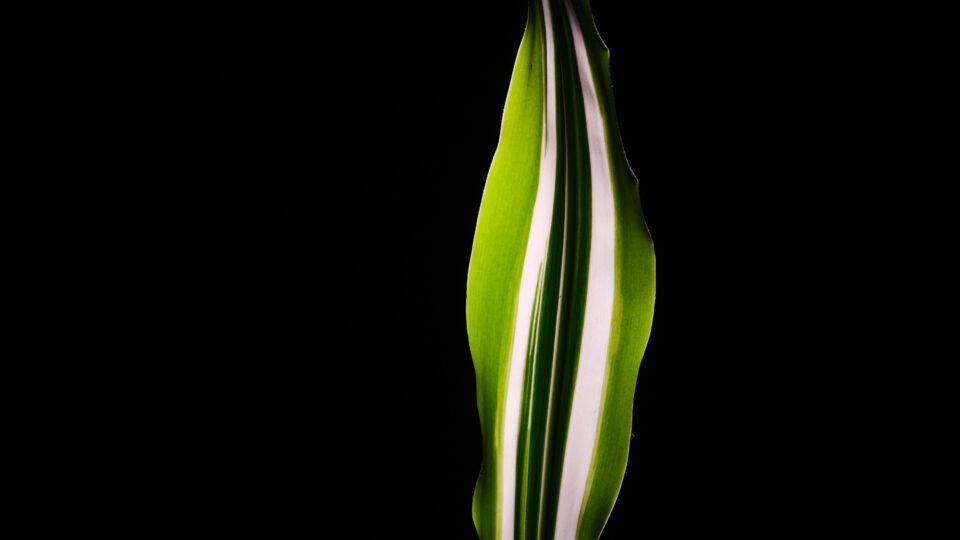 Botanical Observation